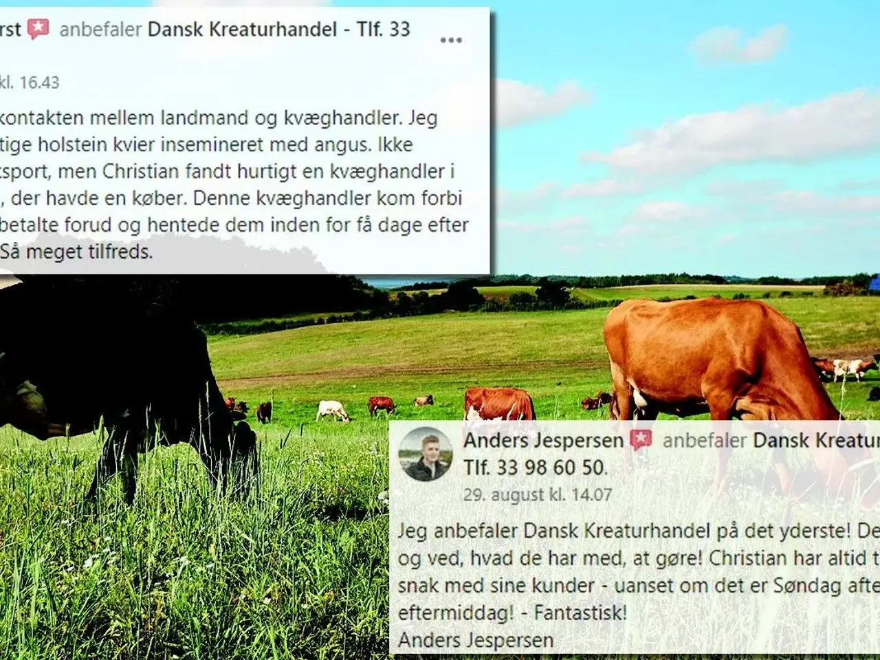 Billede 2 - Kvæg købes