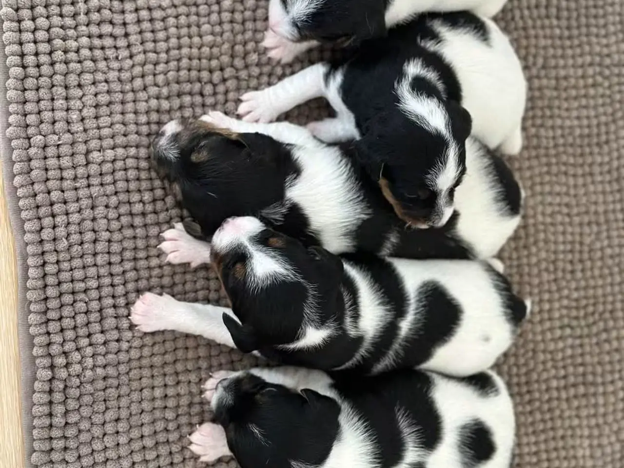 Billede 6 - Jack Russell Hvalpe sælges