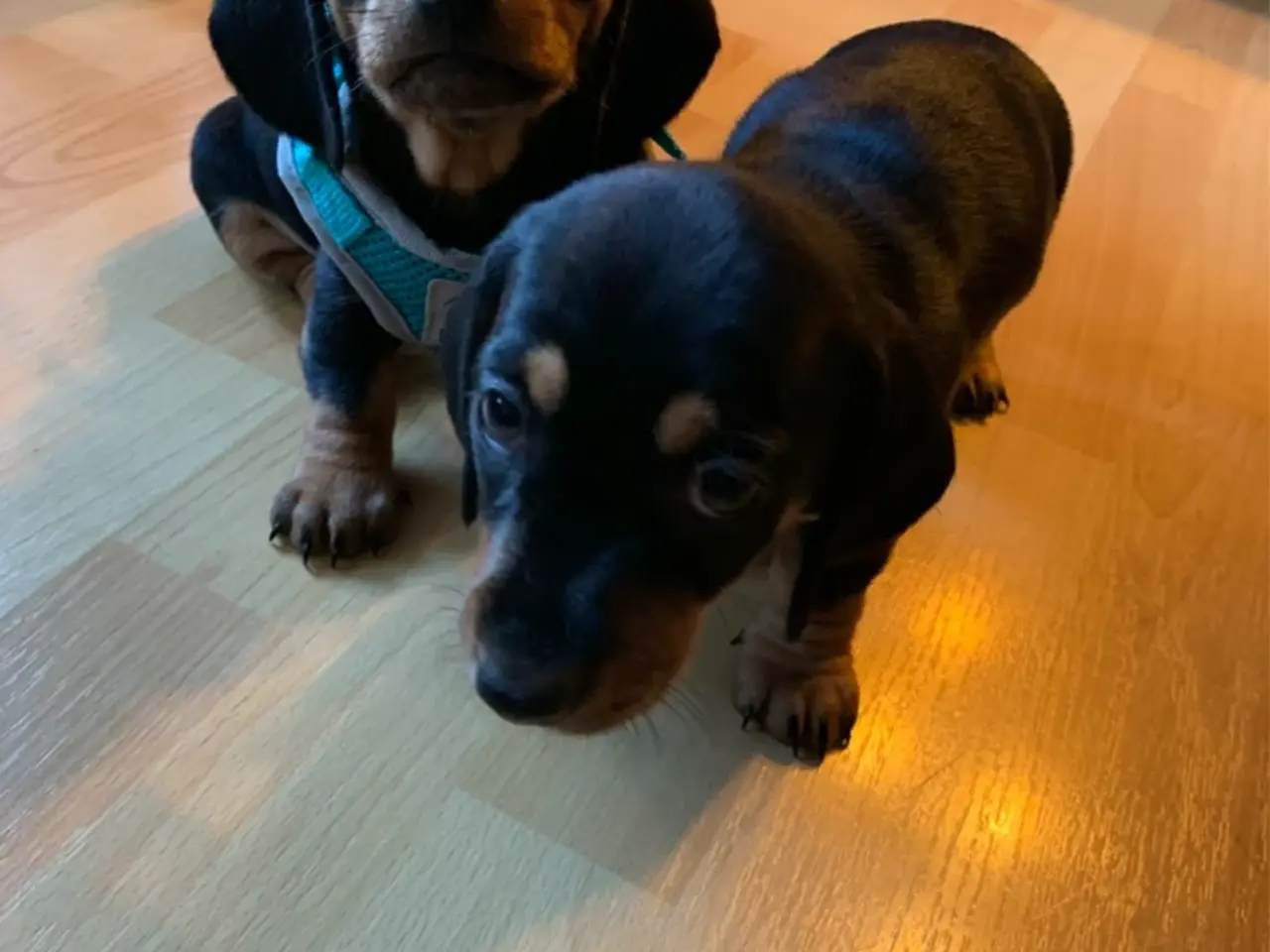 Billede 9 - 3 små miniature - dachshund- hvalpe