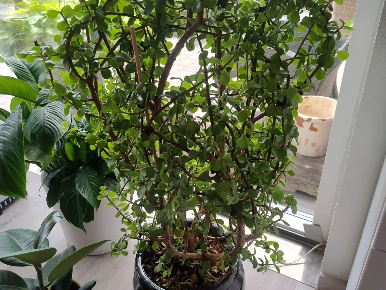 Billede 6 - 7 store stueplanter med potter