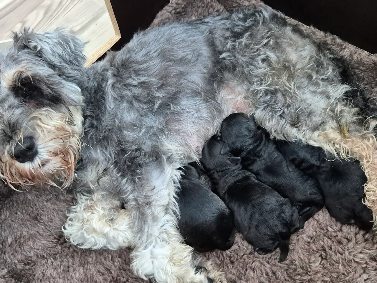 Billede 3 - Schnauzerpoo far toypuddel
