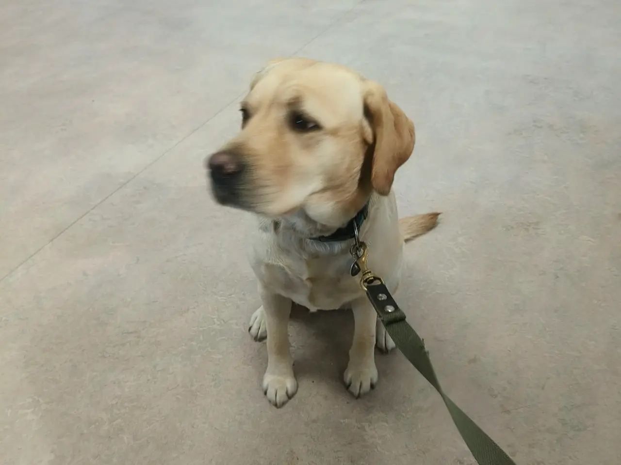 Billede 10 - Gule labrador hvalpe 