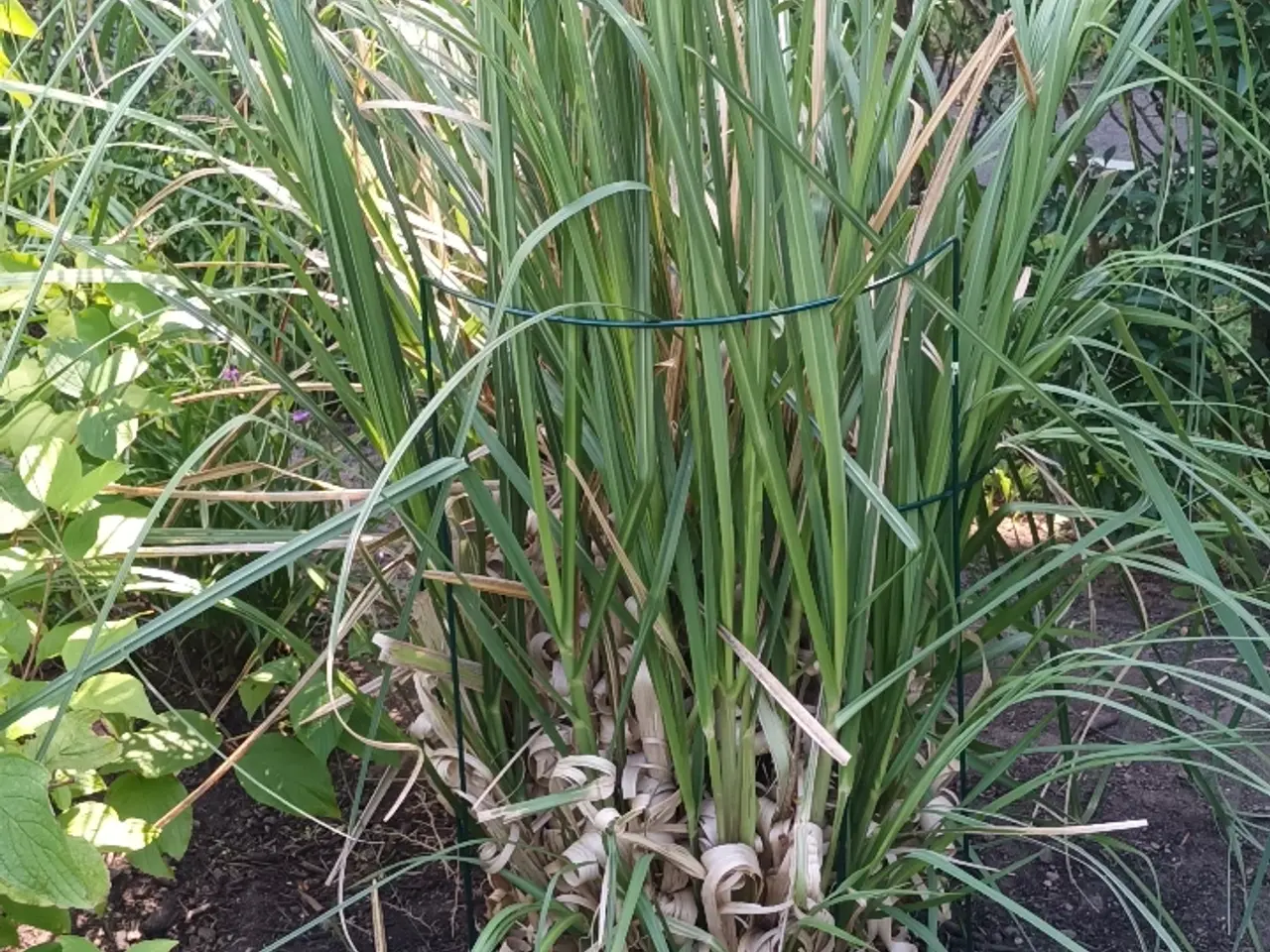 Billede 1 - Pampas hvid GRATIS TIL AFHENTNING
