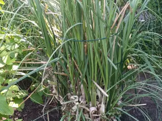 Pampas hvid GRATIS TIL AFHENTNING