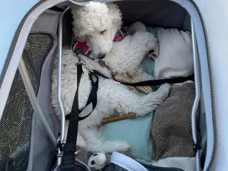 Fin hundeklapvogn