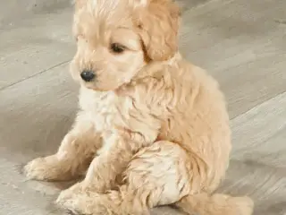Shapendoodle F1b - 5