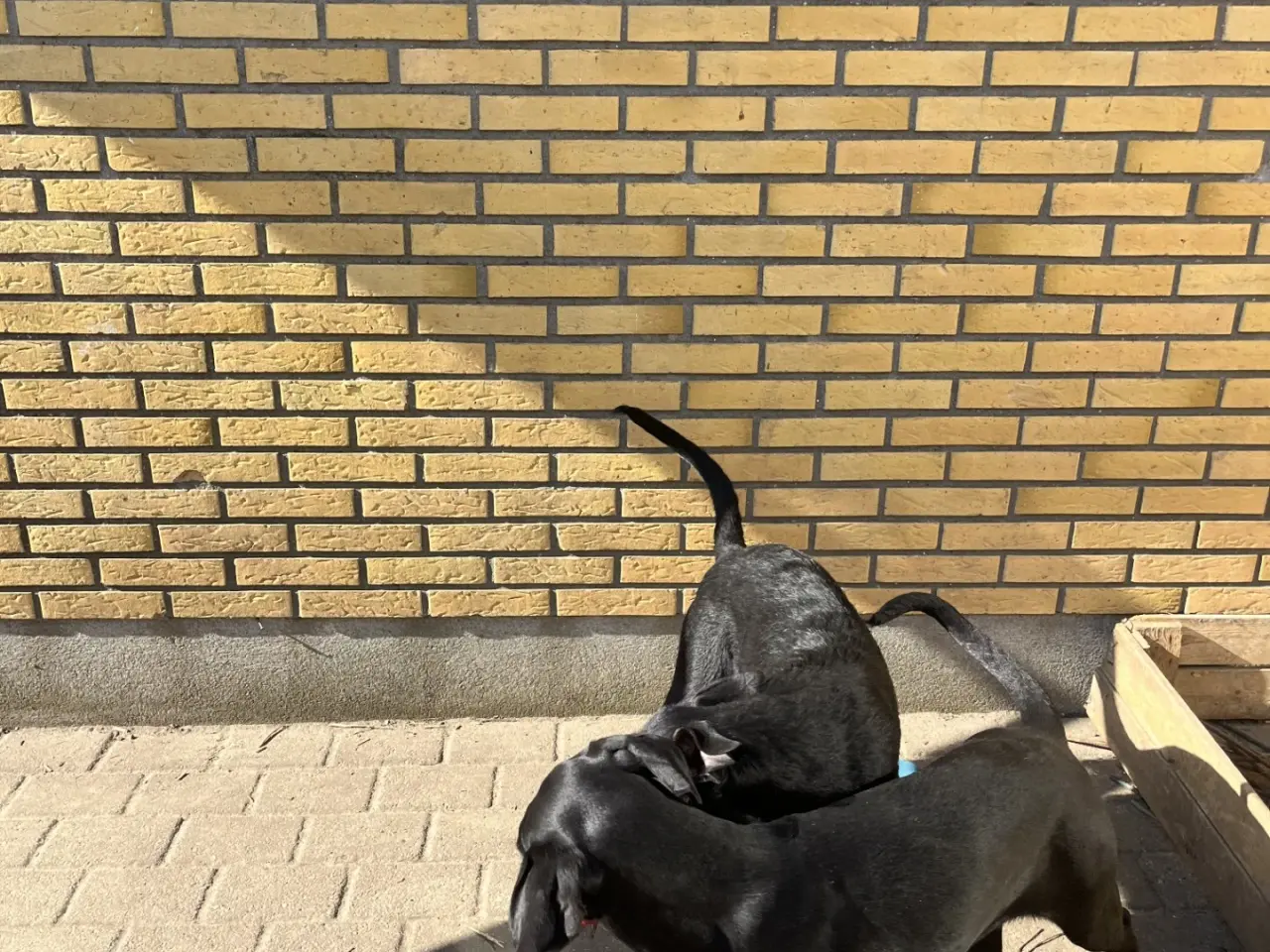 Billede 2 - 2 søde og aktive Dobermann blandingshvalpe