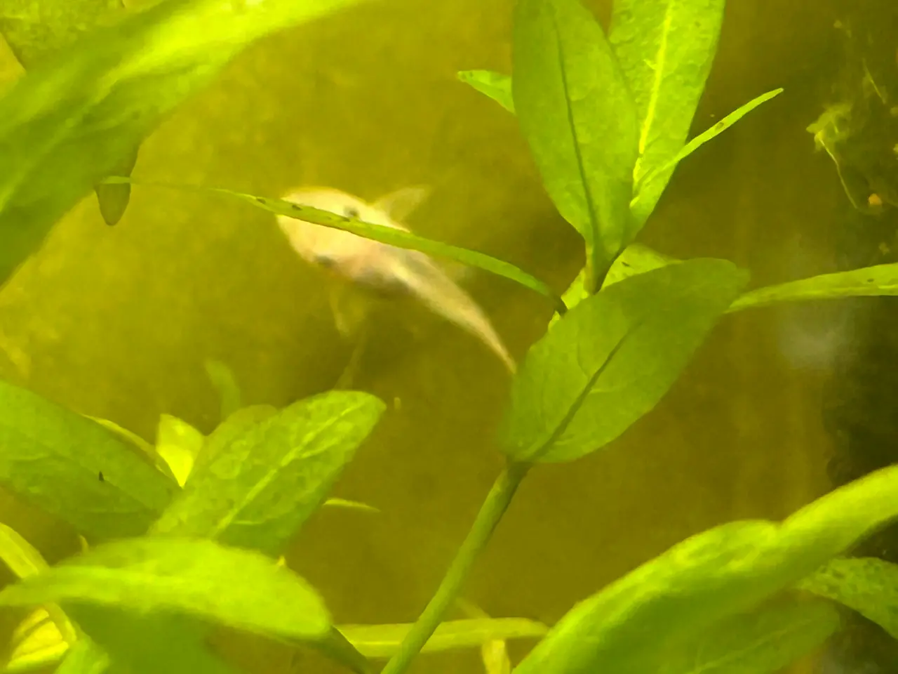 Billede 7 - ❄️🐟 Snow White Ancistrus – flotte hvide maller