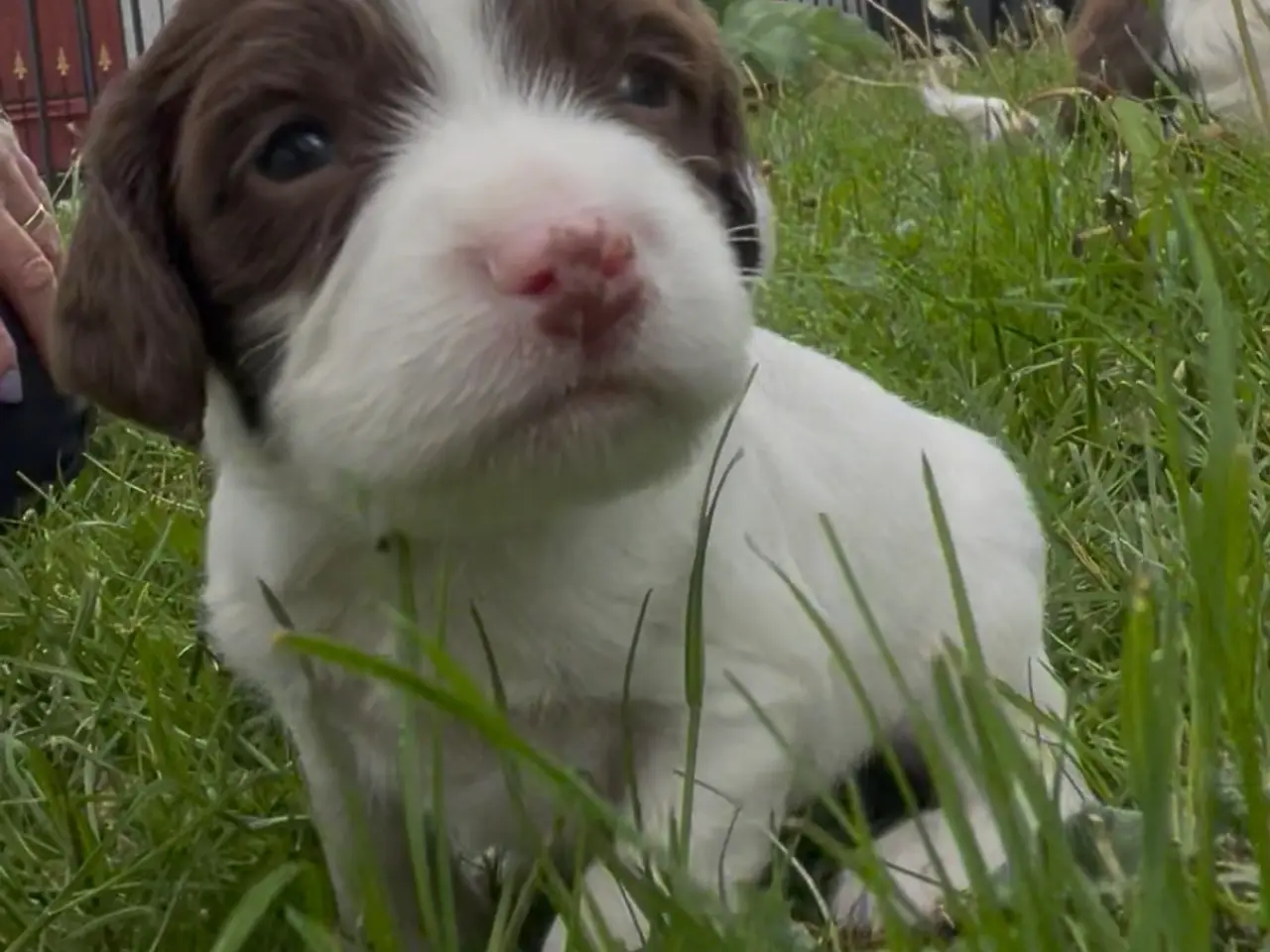 Billede 2 - Ft Engelsk Springer Spaniel hvalpe, drenge & piger