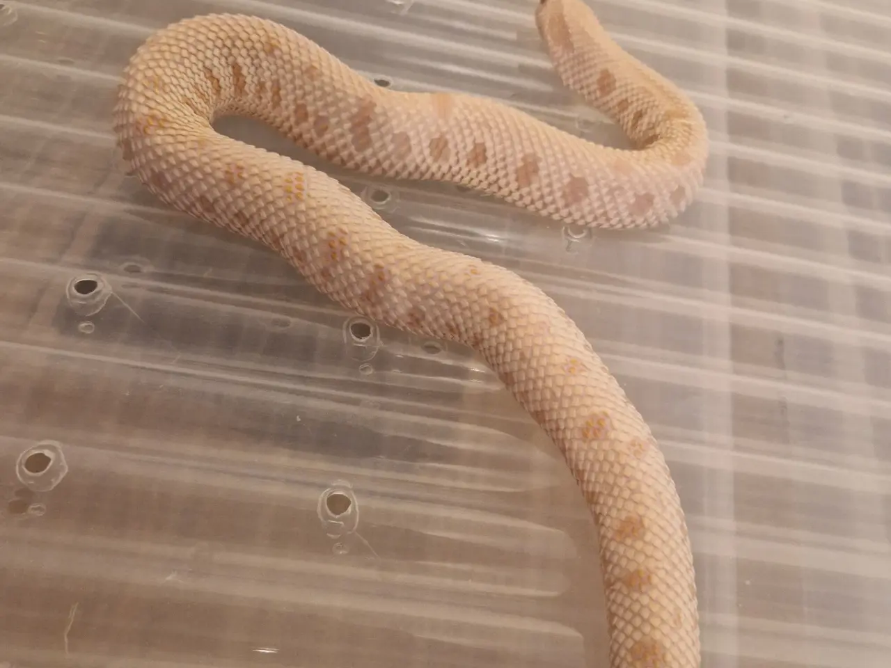 Billede 2 - 0.1 Trynesnog superarctic albino conda het axantic