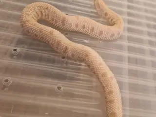 0.1 Trynesnog superarctic albino conda het axantic
