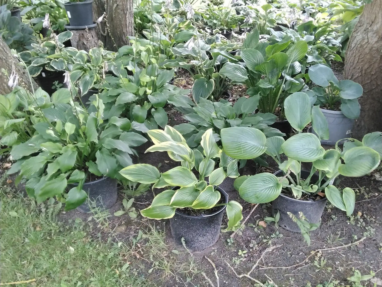 Billede 7 - Store Hosta planter I store 12L potter