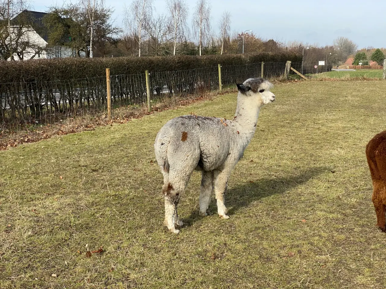 Billede 2 - Alpaca Grå avlshingst sælges