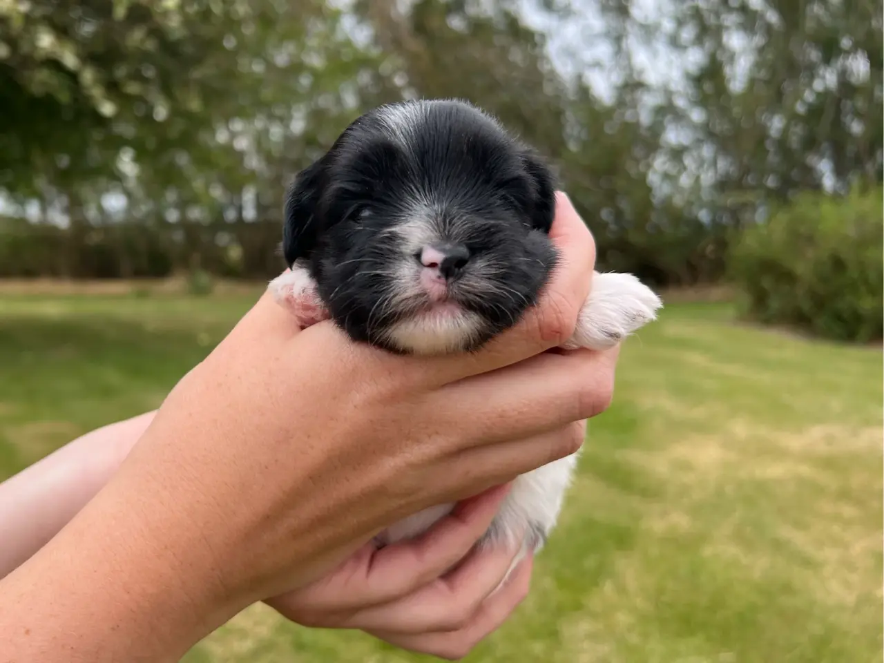 Billede 8 - Havanais - shihtzu