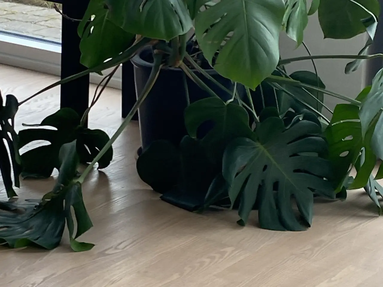 Billede 1 - Stue plante