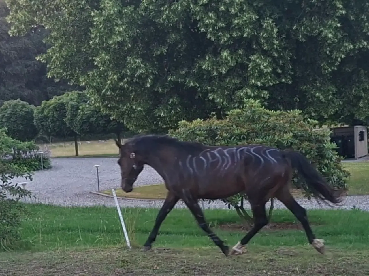 Billede 3 - Skøn 2 årig oldenborg blanding