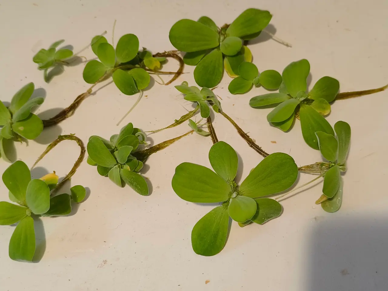 Billede 1 - Pistia stratiotes flydeplanter