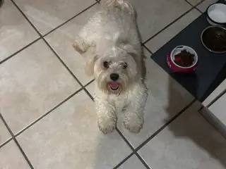 Bichon Havanais søger et kærligt hjem. 