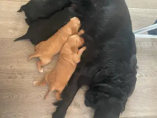 Golden/cocker/flatcoated familie el jagthunde