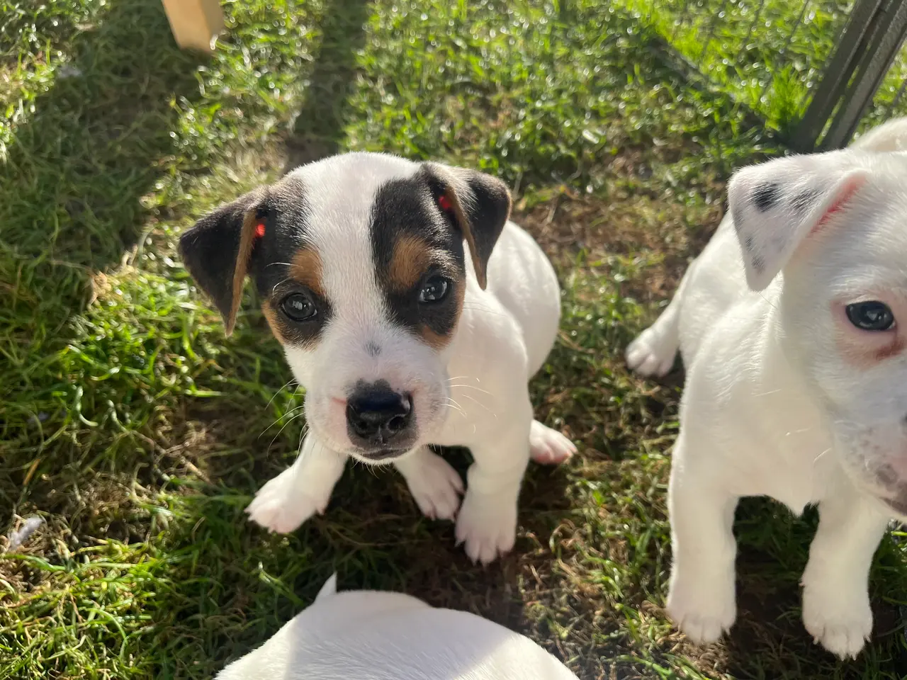 Billede 4 - Jack Russel hvalpe - lavbenede og glathårede