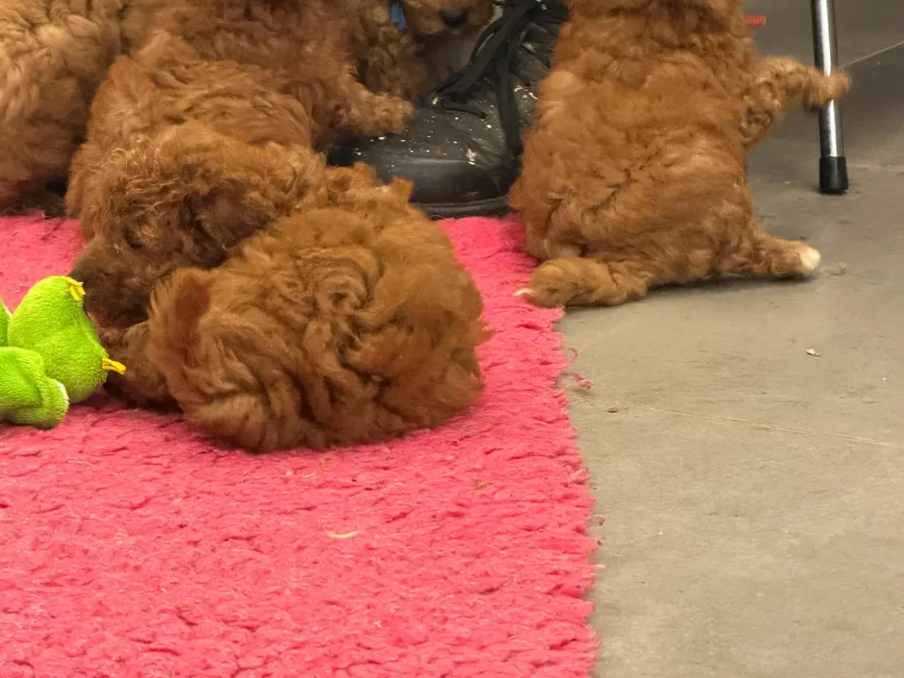 Billede 12 - 🐶☀️ Skønne Cavapoo-hvalpe søger deres kommende fa