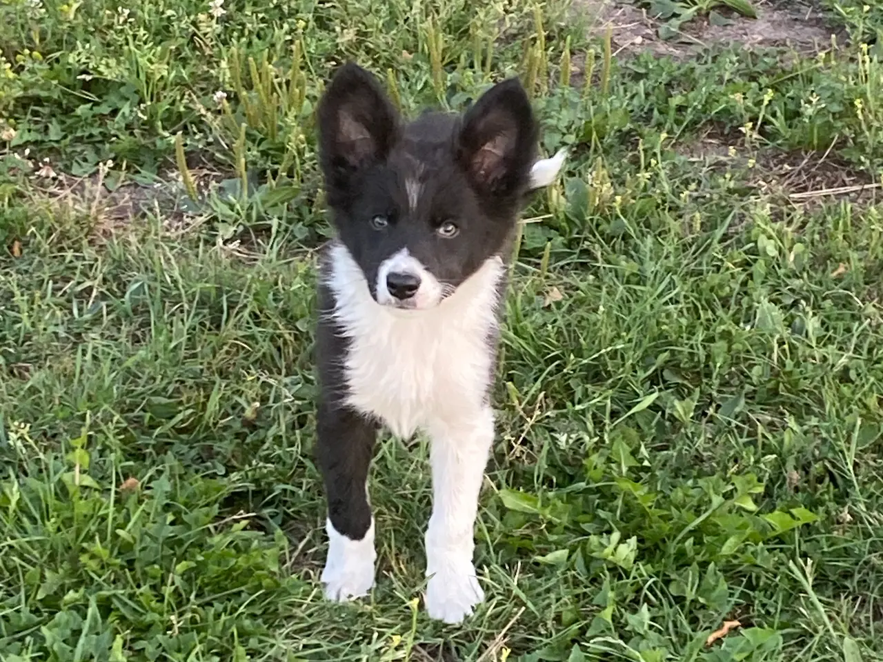 Billede 19 - Border Collie