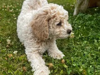 Maltipoo hvalp han - 4