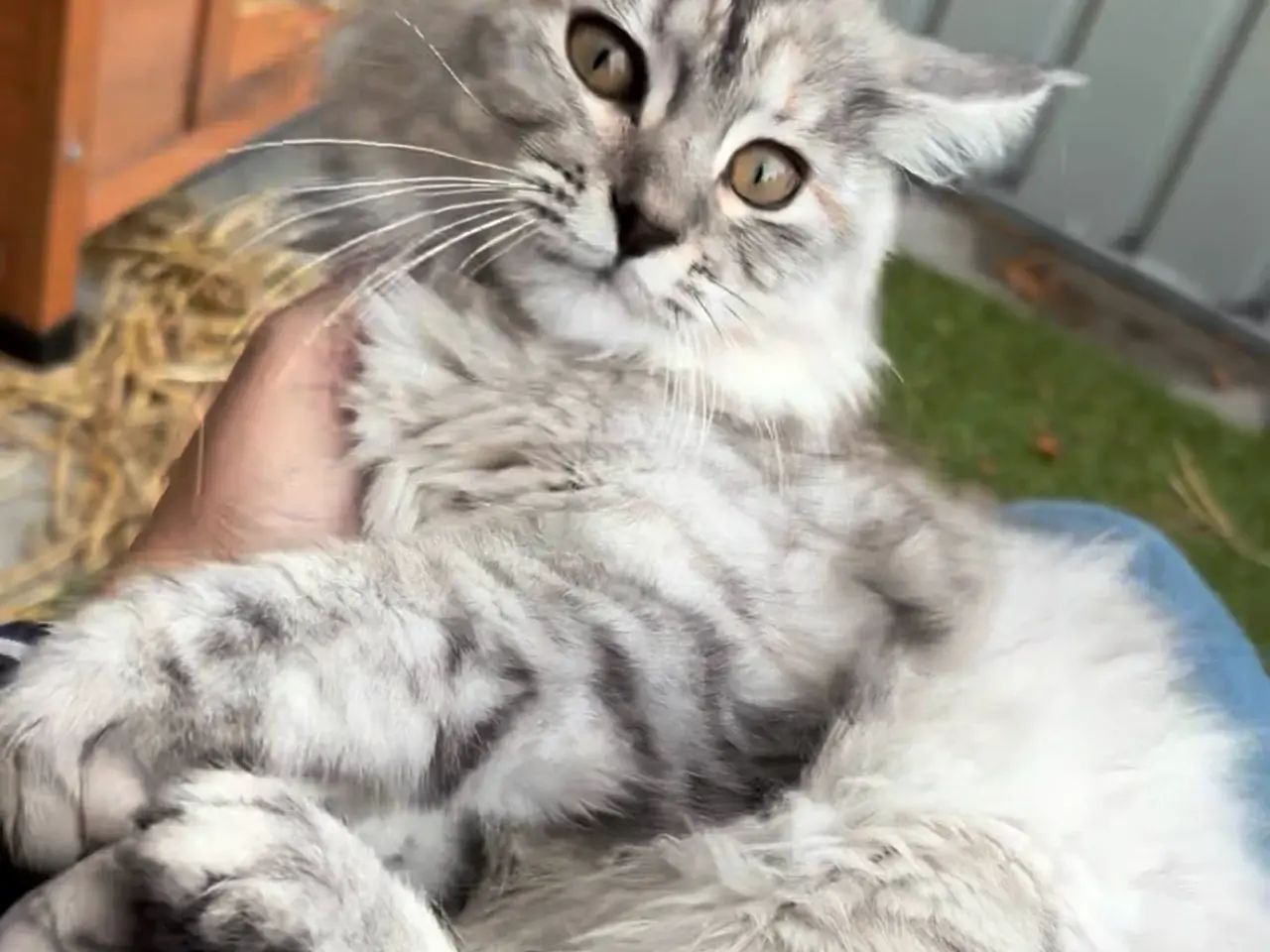 Billede 2 - Maine Coon / Norsk Skovkat