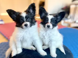 Papillon hvalpe