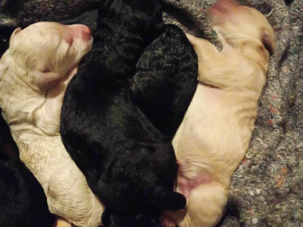 Billede 7 - 1. gen. labradoodle