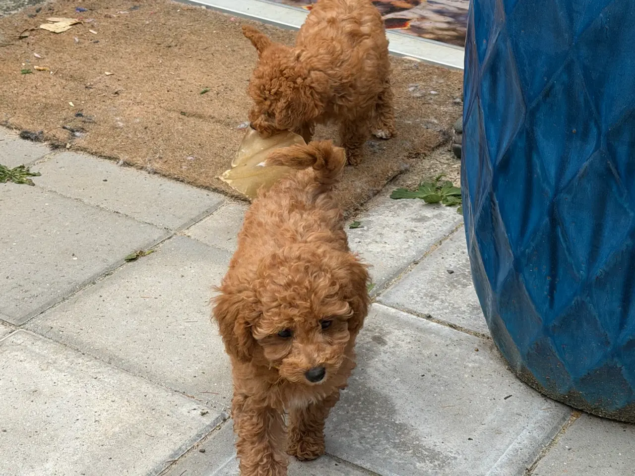 Billede 13 - Maltipoo  rejseklar 