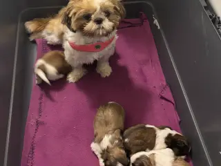 Hundhvalp 🐶🐶
