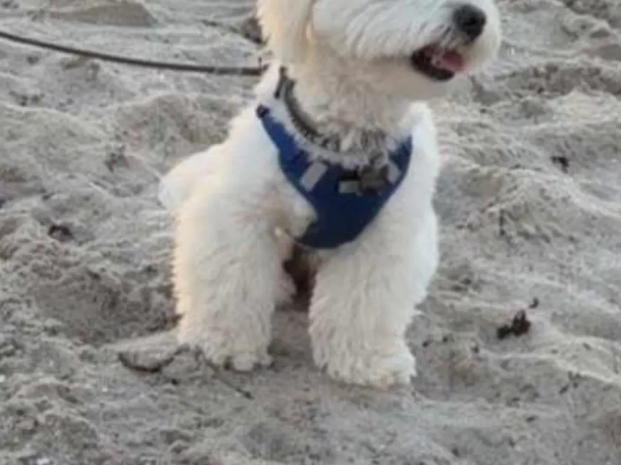 Billede 2 - Lhasa Apso/ Coton de tulear hvalpe