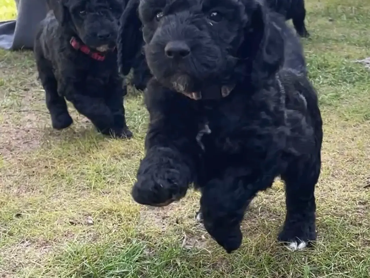 Billede 6 - Cavapoo f1b