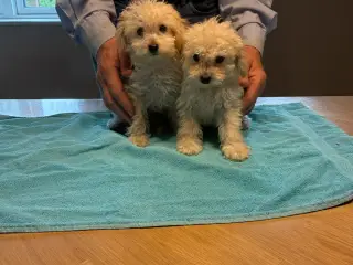 Labradoodle hvalpe