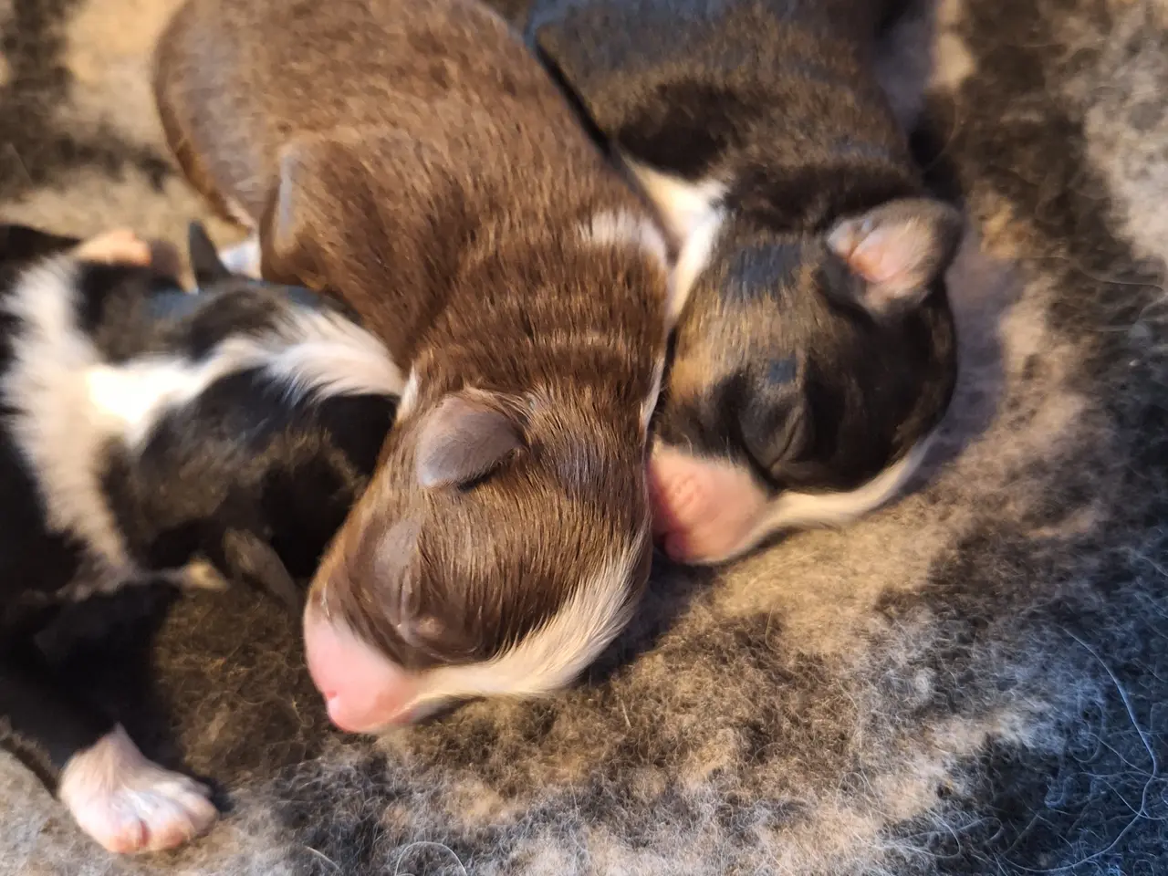 Billede 5 - Miniature American Shepherd hvalpe