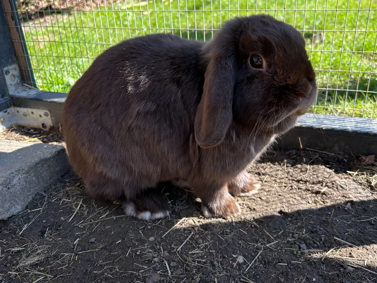 Billede 6 - 2 søde mini lop kaniner (søstre)