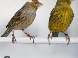 Lizzard Kanariefugle