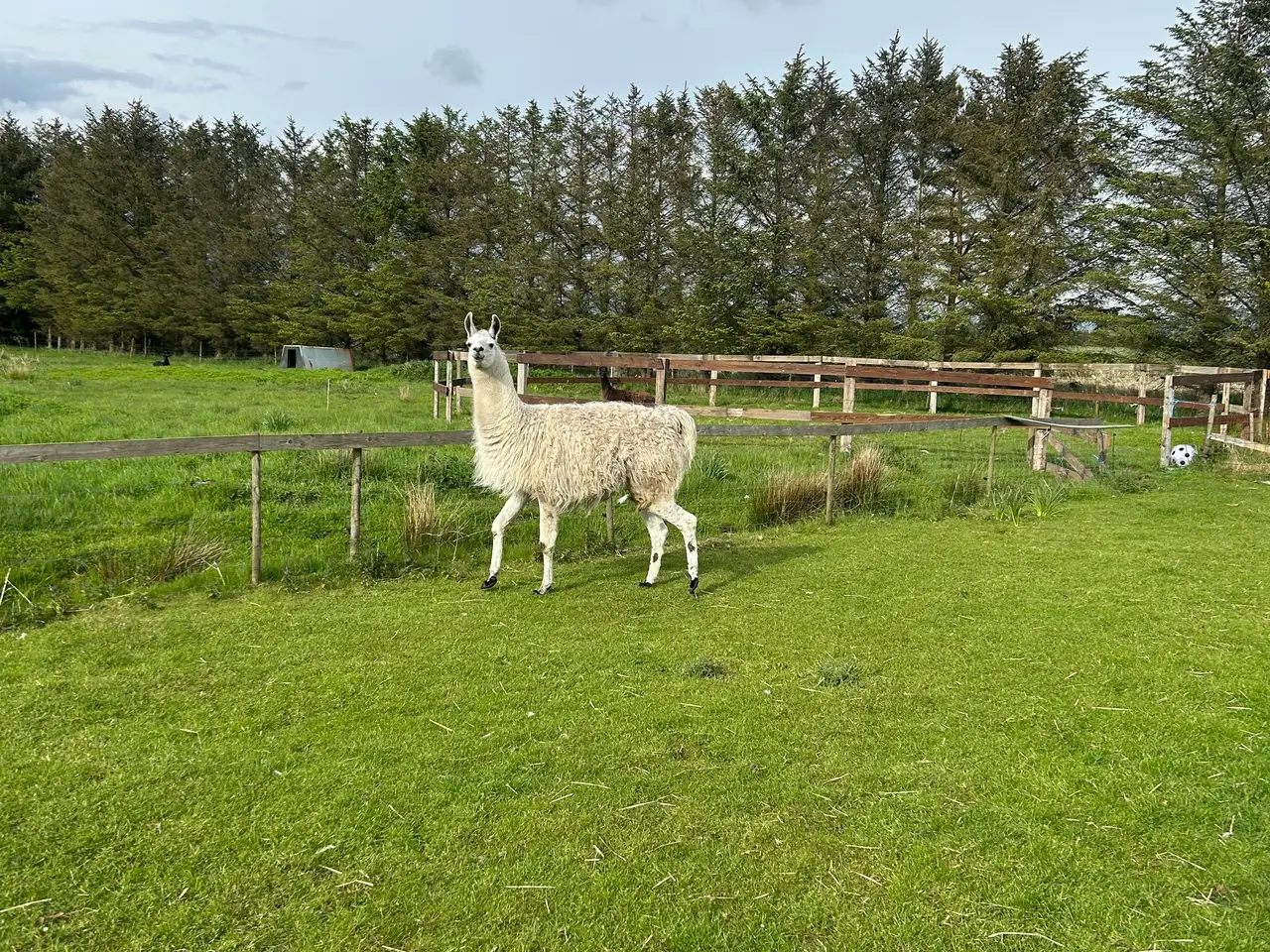 Billede 2 - Lama par