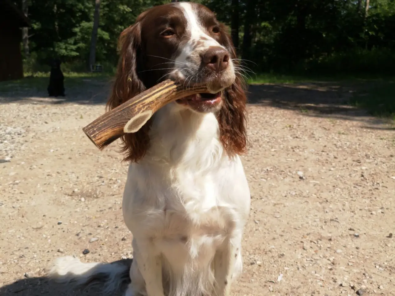 Billede 1 - Kødben  / tyggeben / hundeben af kronhjortegevir