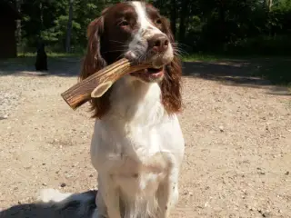 Kødben  / tyggeben / hundeben af kronhjortegevir