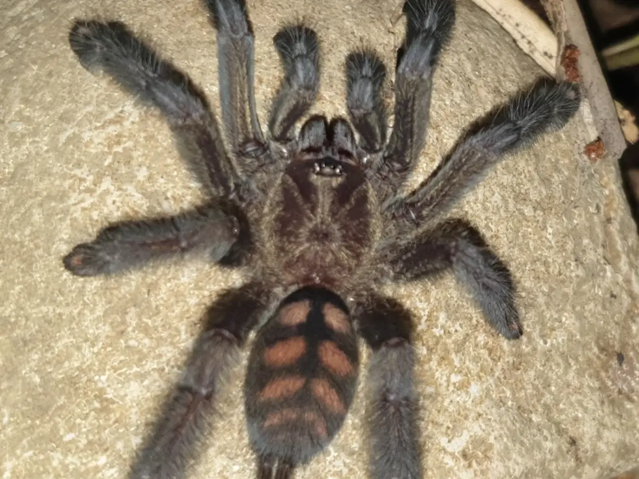 Billede 1 - Edderkop Psalmopoeus Irmina