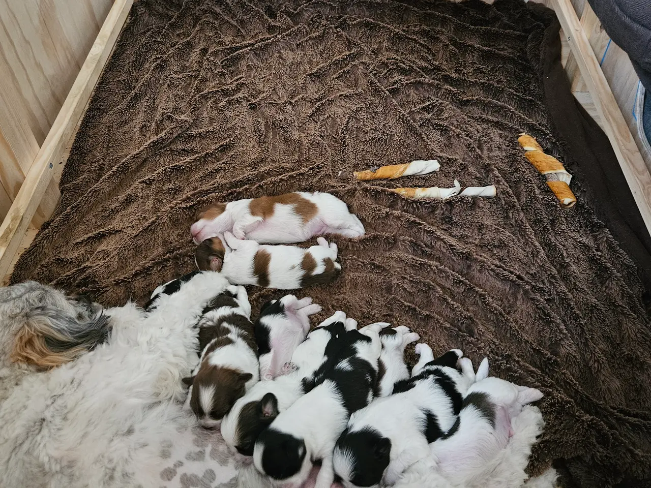 Billede 5 - Blanding af shih tzu og haveneser
