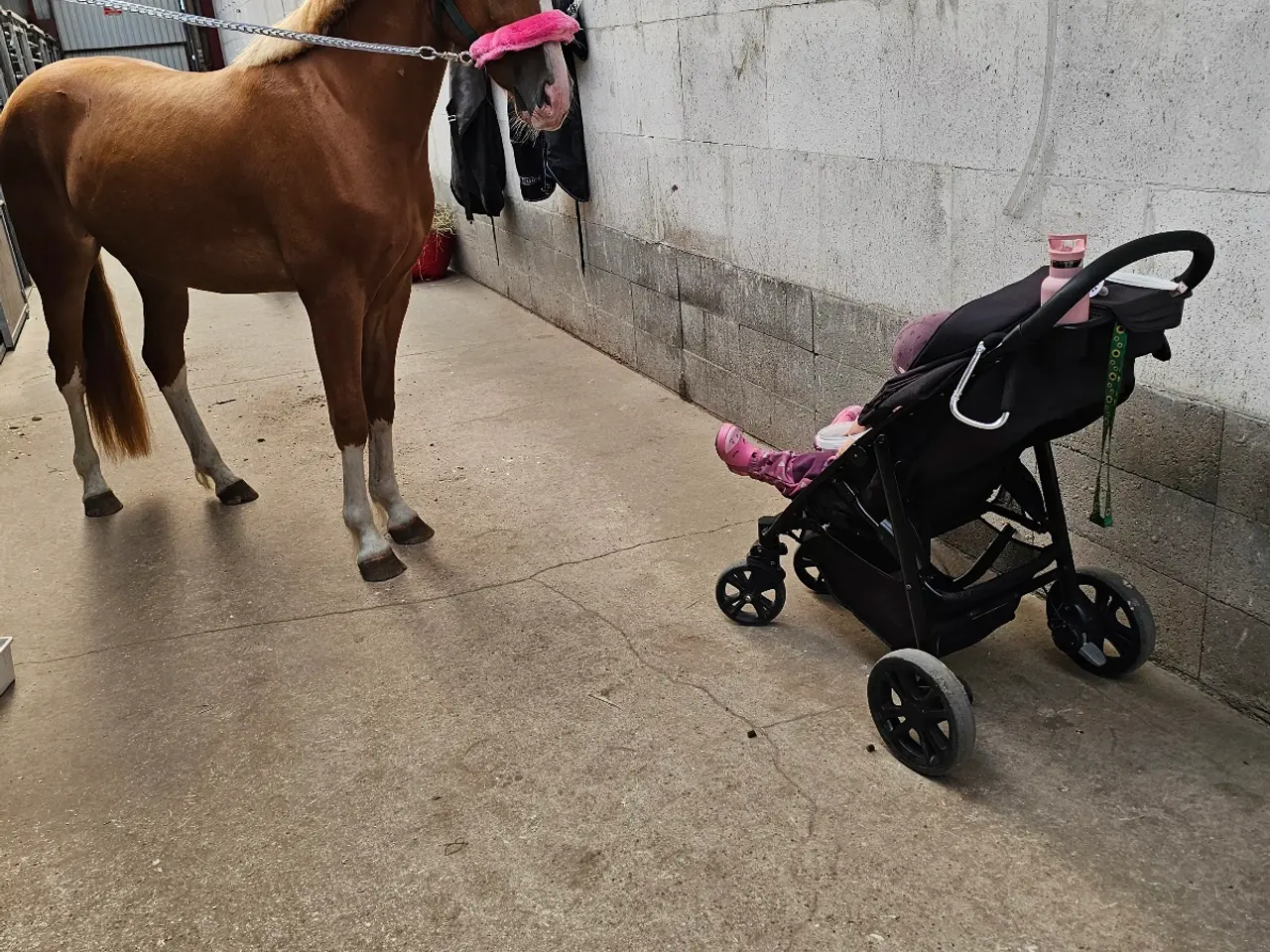 Billede 3 - Dansk sports pony blanding 