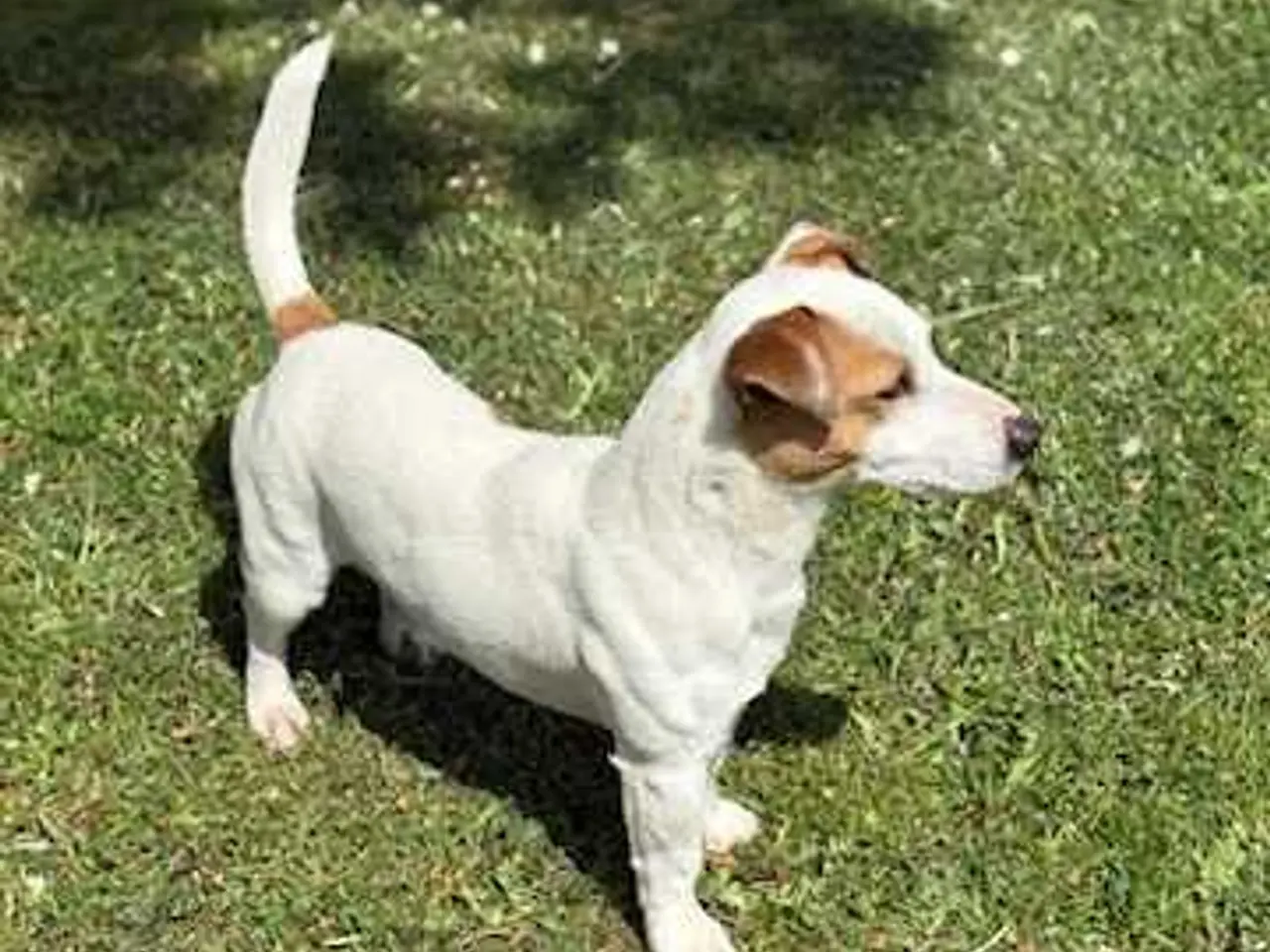 Billede 7 - Jack Russell hvalpe