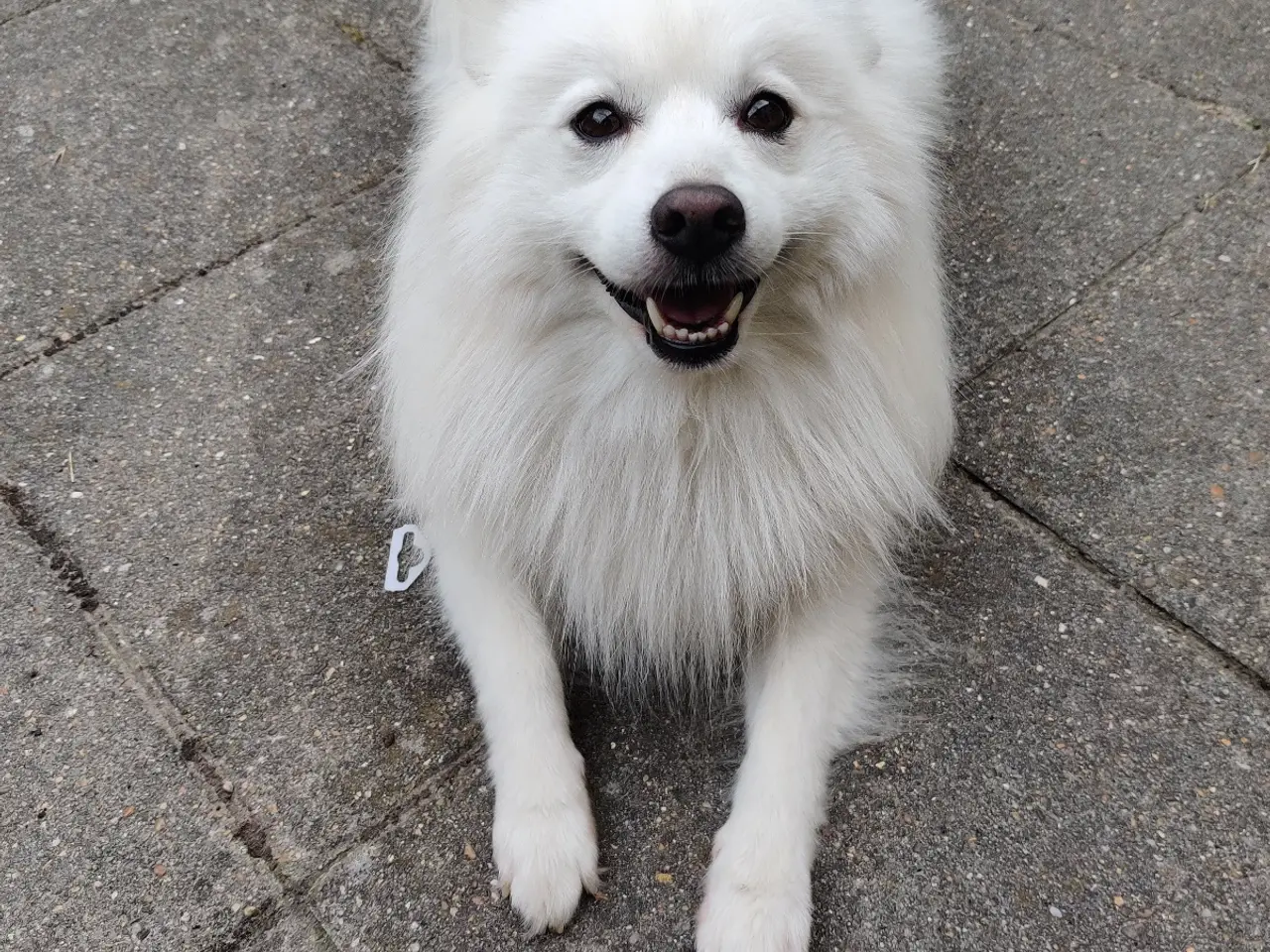 Billede 3 - MØD CODY - lille hund med et stort hjerte