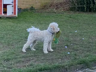 Skøn mellem puddel til parring tilbydes - 3