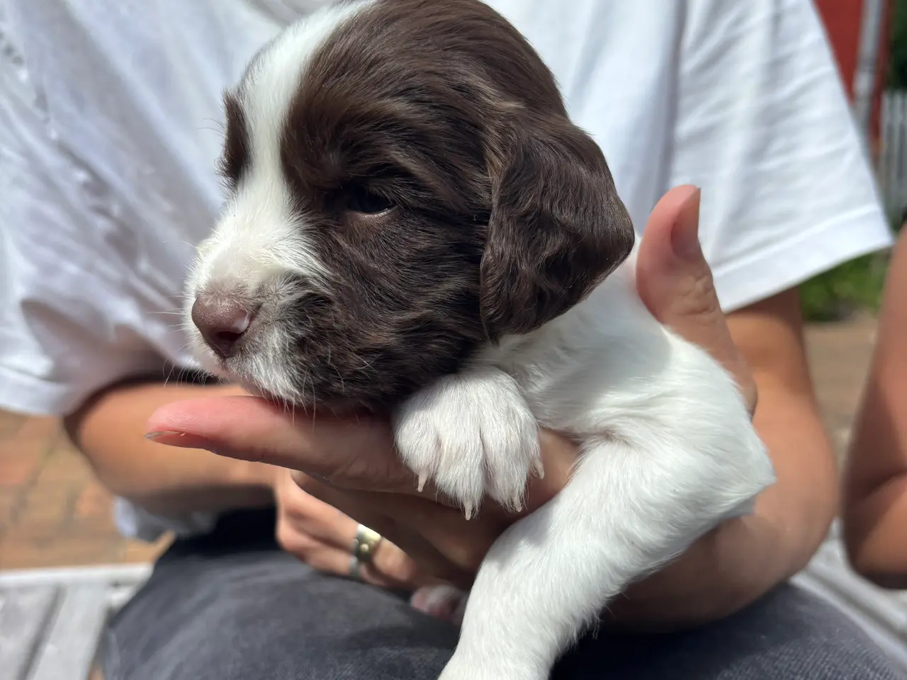 Billede 7 - FT english springer spaniel hvalpe sælges