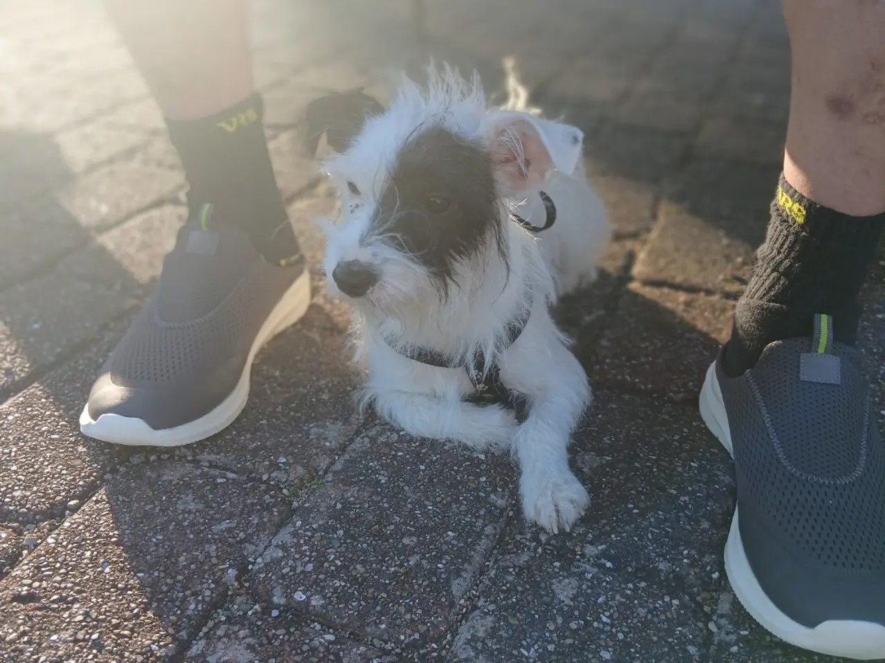 Billede 1 - Sød lille hund på kun 3 år