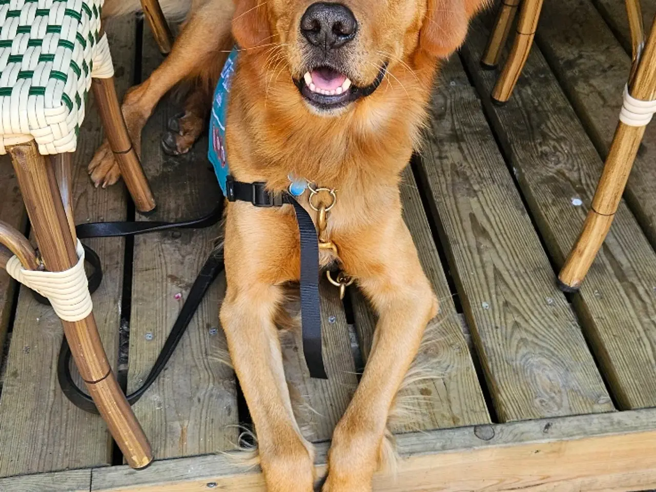Billede 4 - Golden Retriever Stamtavle tilbydes til avl